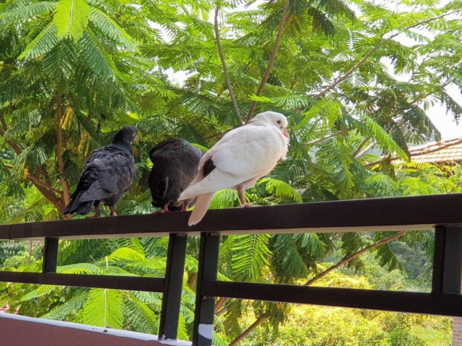 Countryside Phu Quoc Resort Exterior foto